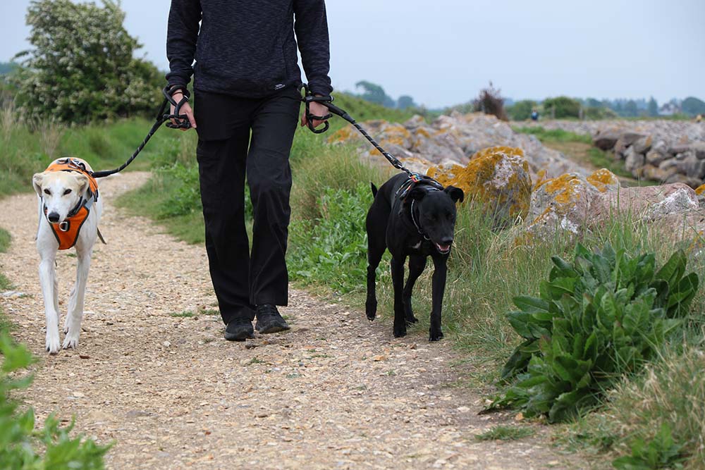 walking dogs along a path
