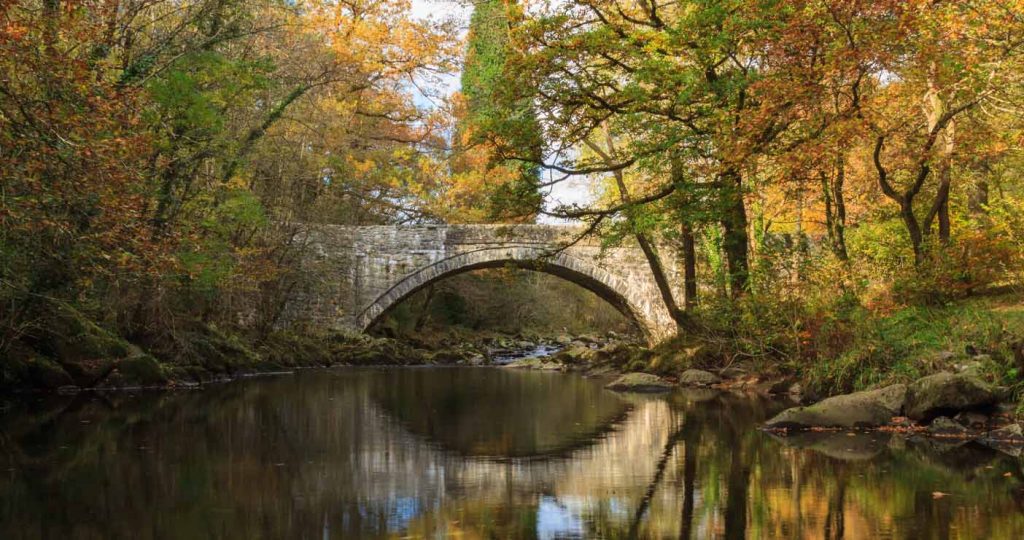 Coed y Brenin