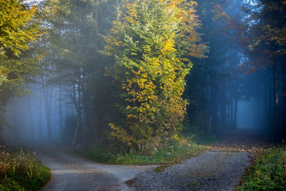 two paths in woods