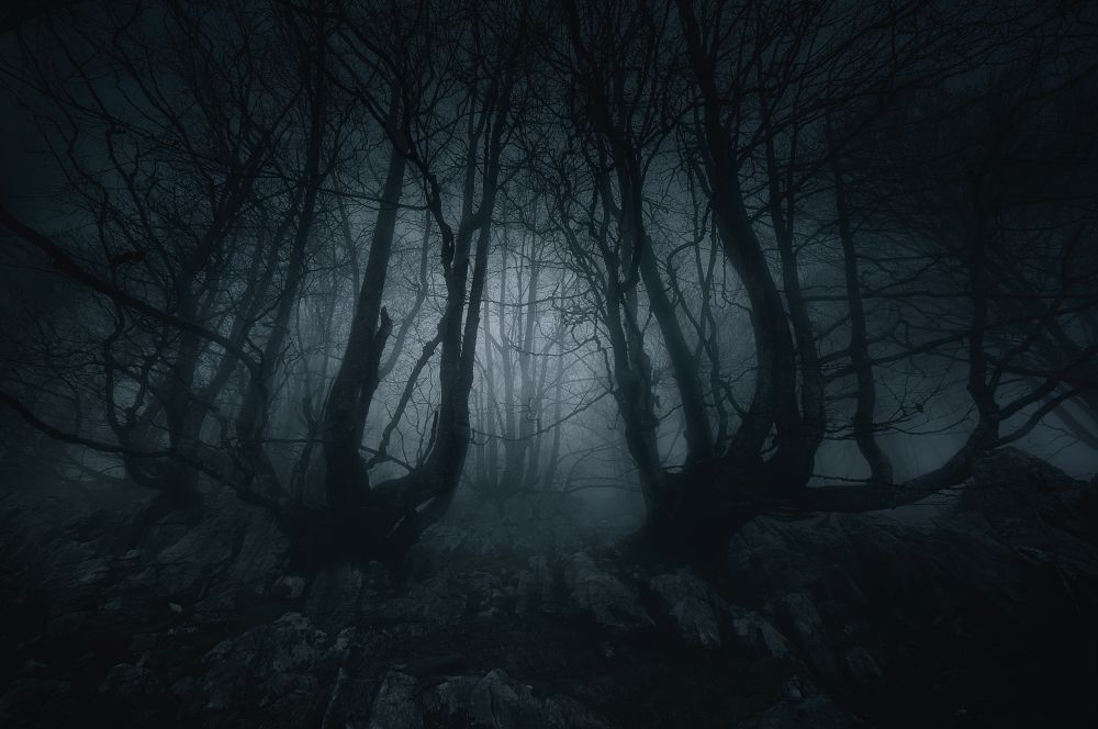 dark woods