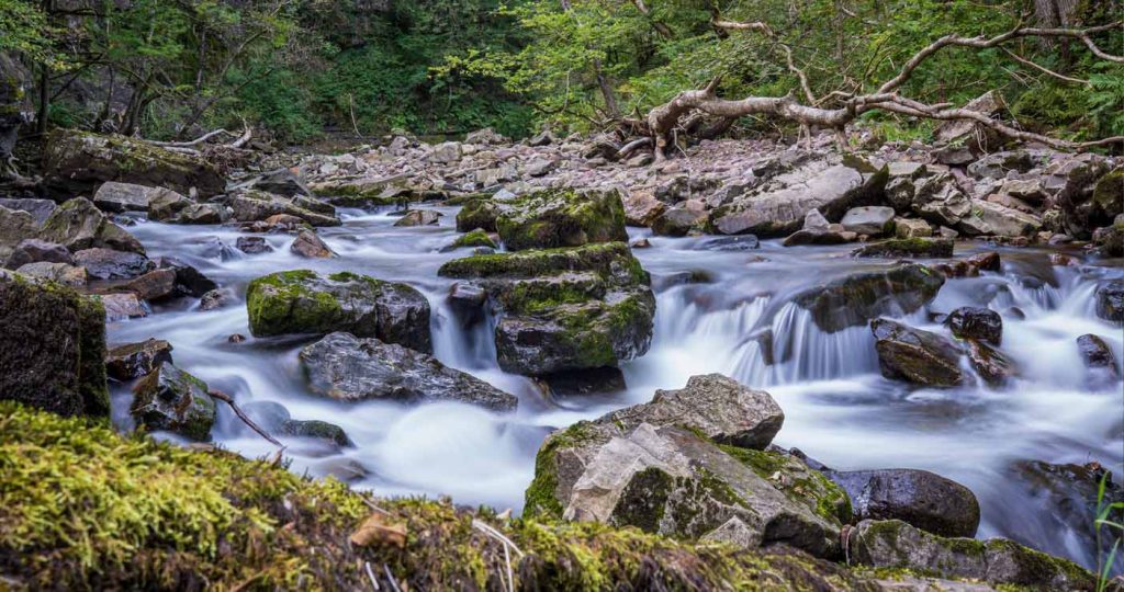 Fforest Fawr