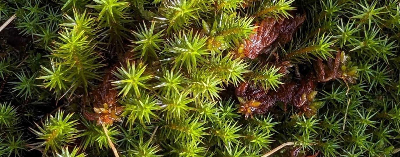 moss identification uk
