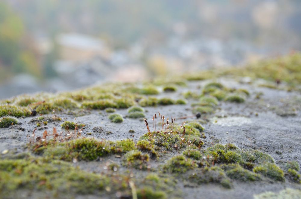 pincushion moss