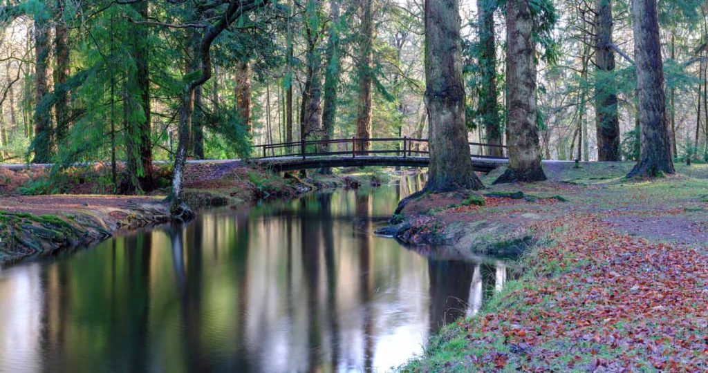 Rhinefield Ornamental Drive