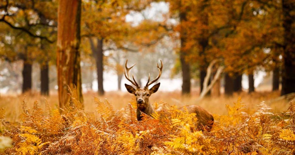 Richmond Park