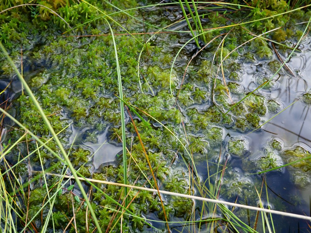 sphagnum moss close up