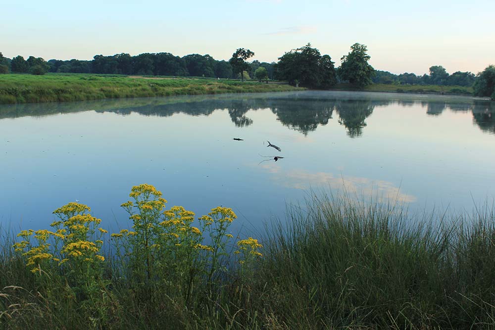 Fish jumping in and out of a lake in Richmond Park