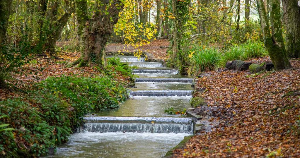 Tehidy Woods