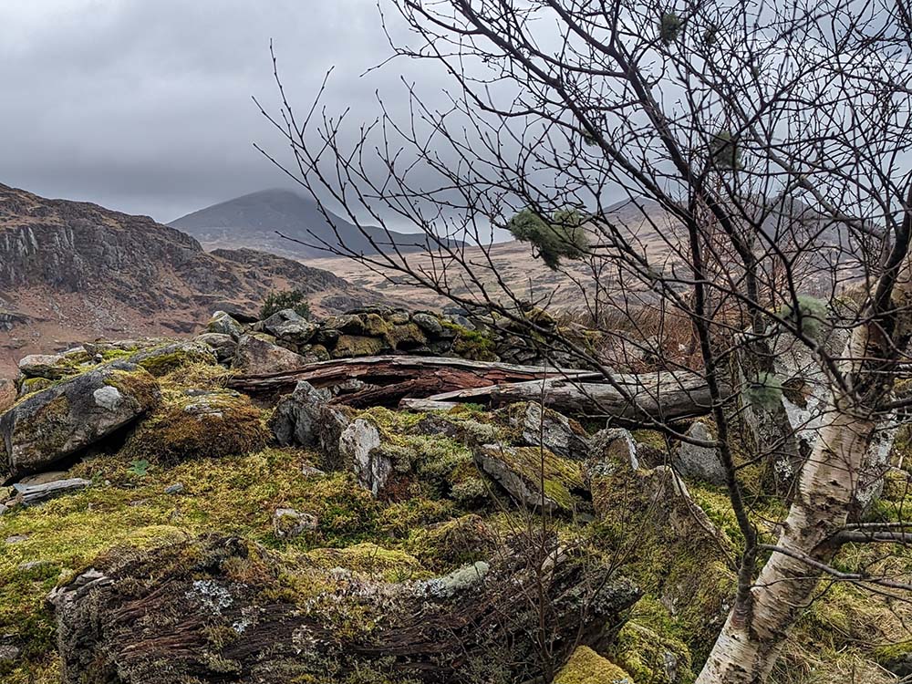 Moel Siabod Moss