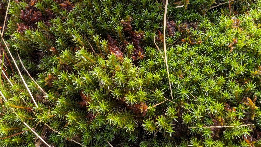 Haircap Moss
