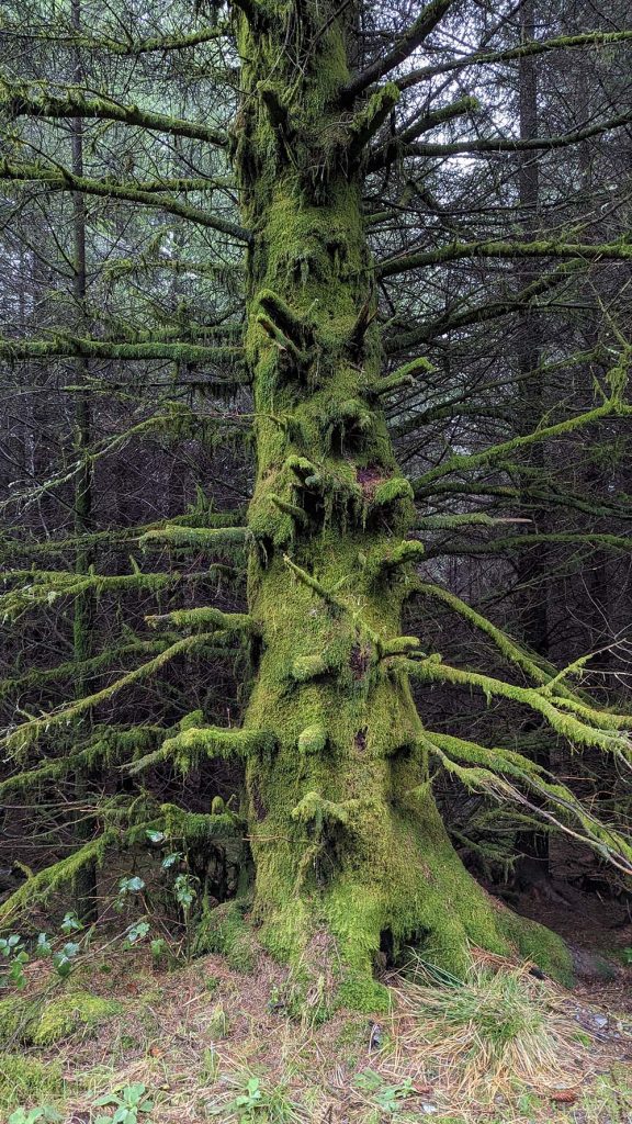 A moss covered tree