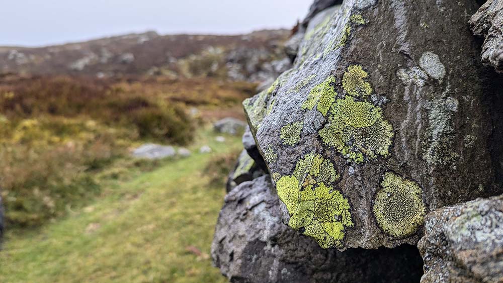 lichen on a rock