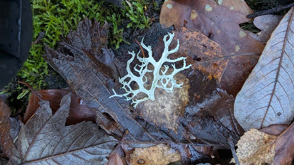 lichen that looks like coral