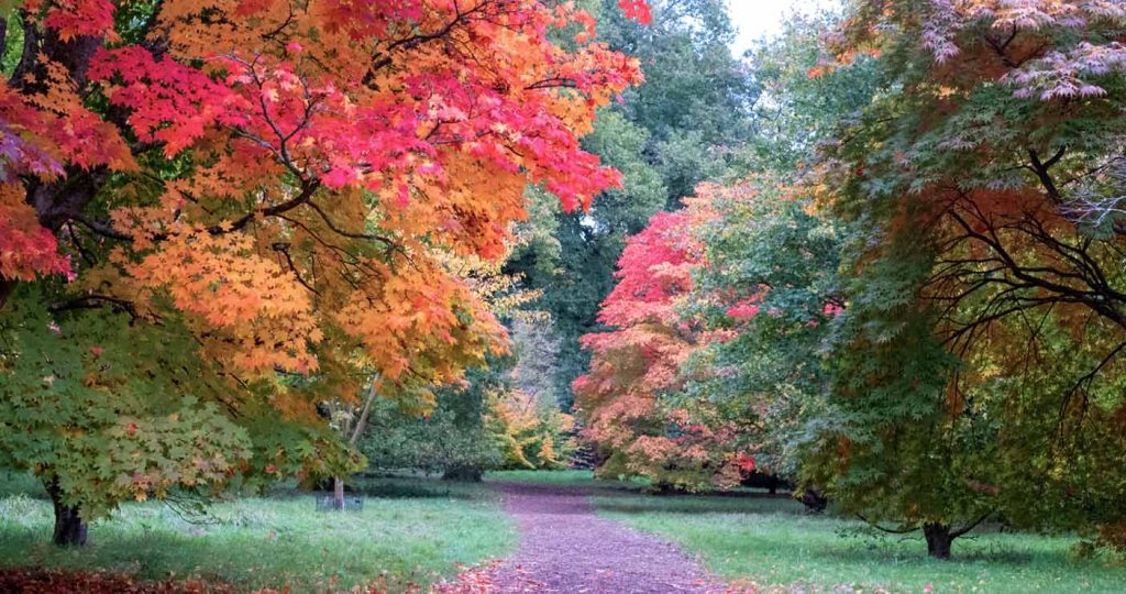Westonbirt Arboretum